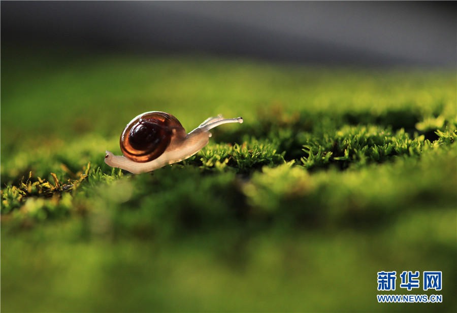 领略生物多样性之美|夏日黄昏里的蜗牛