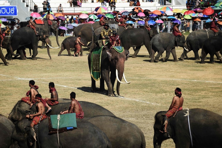 大象节：人与象一年一度的亲密接触