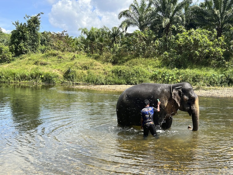 The Elephant Festival - An Annual Affair of Human-Elephant Intimacy