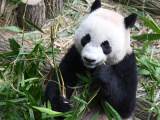 在新加坡出生的大熊猫叻叻定于今天启程返回中国