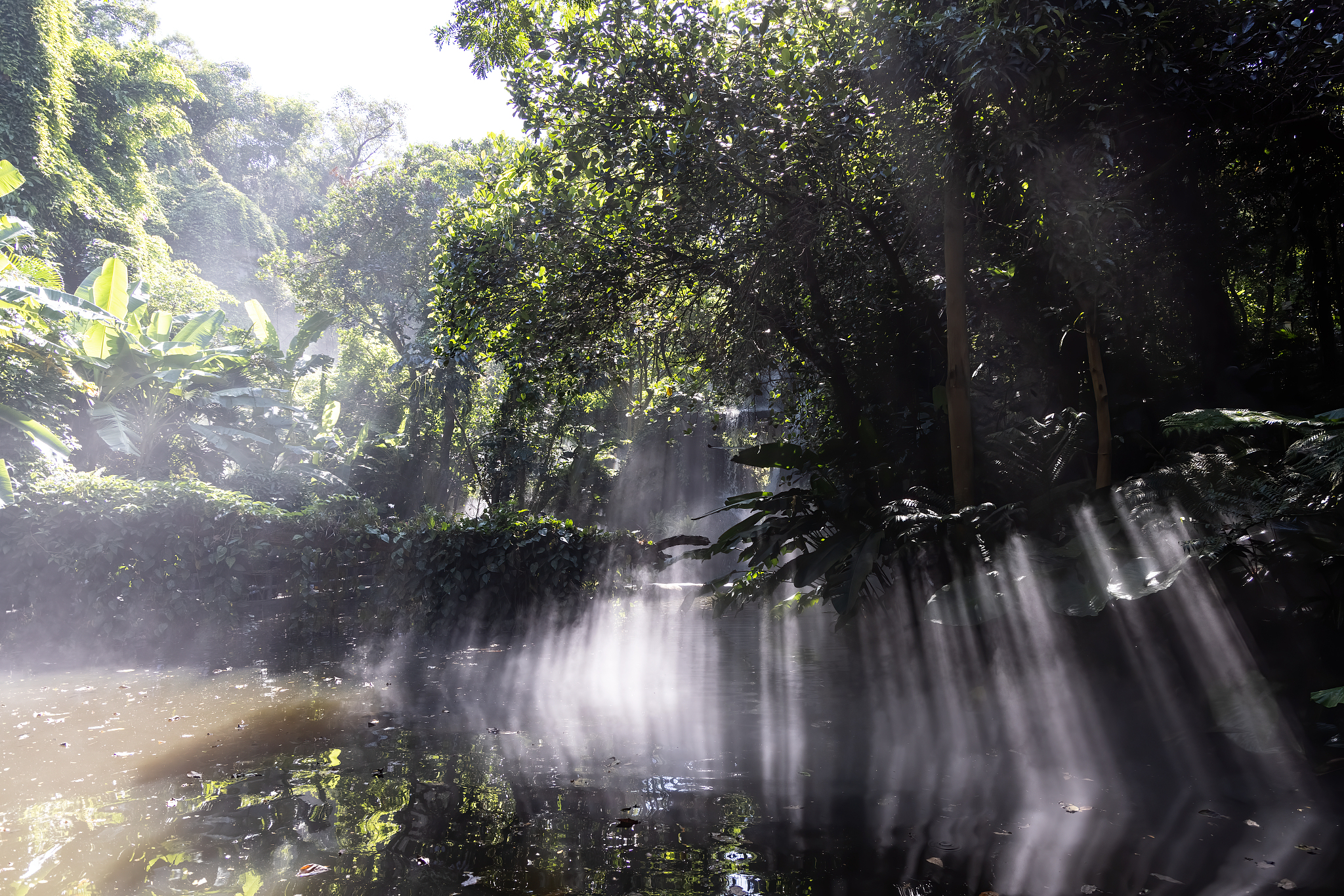 Tropical Rainforest: Earth’s Antidote, What Happens When It’s Depleted?