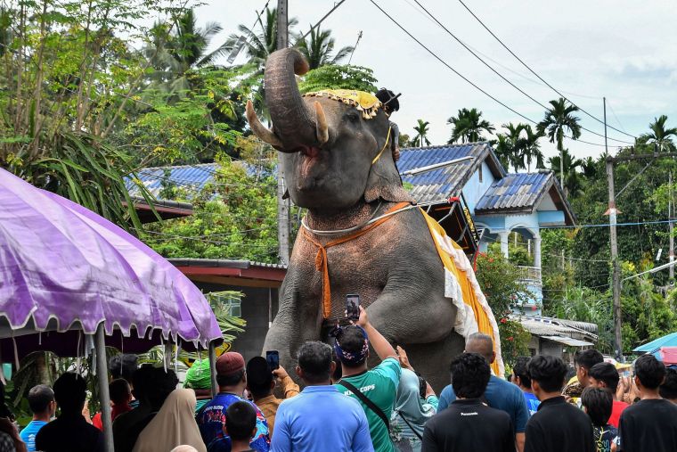 The Elephant Festival - An Annual Affair of Human-Elephant Intimacy