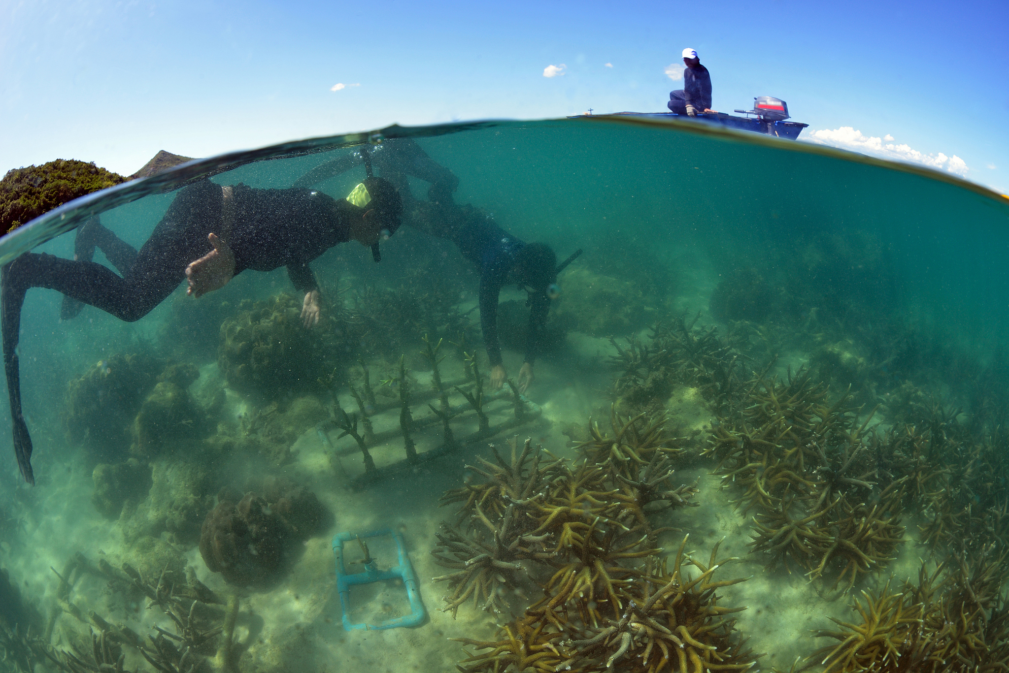 Artificial Coral Reefs - An Artistic Solution for Marine Life