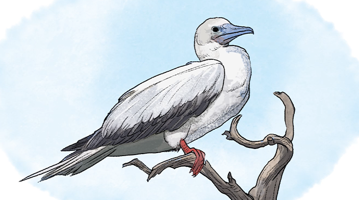 Red-footed Booby — A Beloved Species on the Xisha Islands_fororder_缩略图