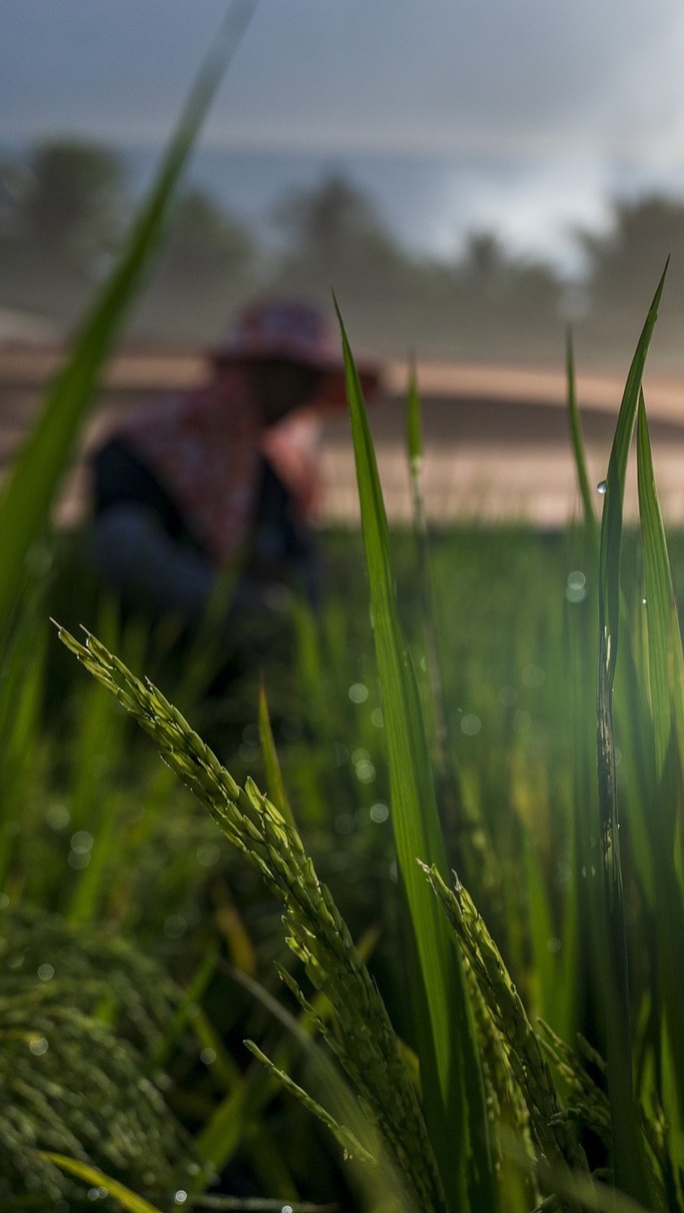 占城稻——古代农业的明星品种