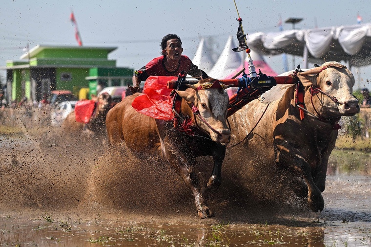 It's time to watch a bull racing event!