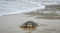 海龟宝宝和它们的守护者（下）