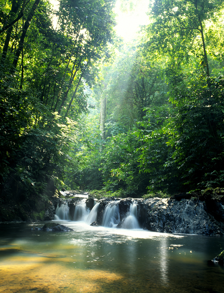 Tropical Rainforest: Earth’s Antidote, What Happens When It’s Depleted?