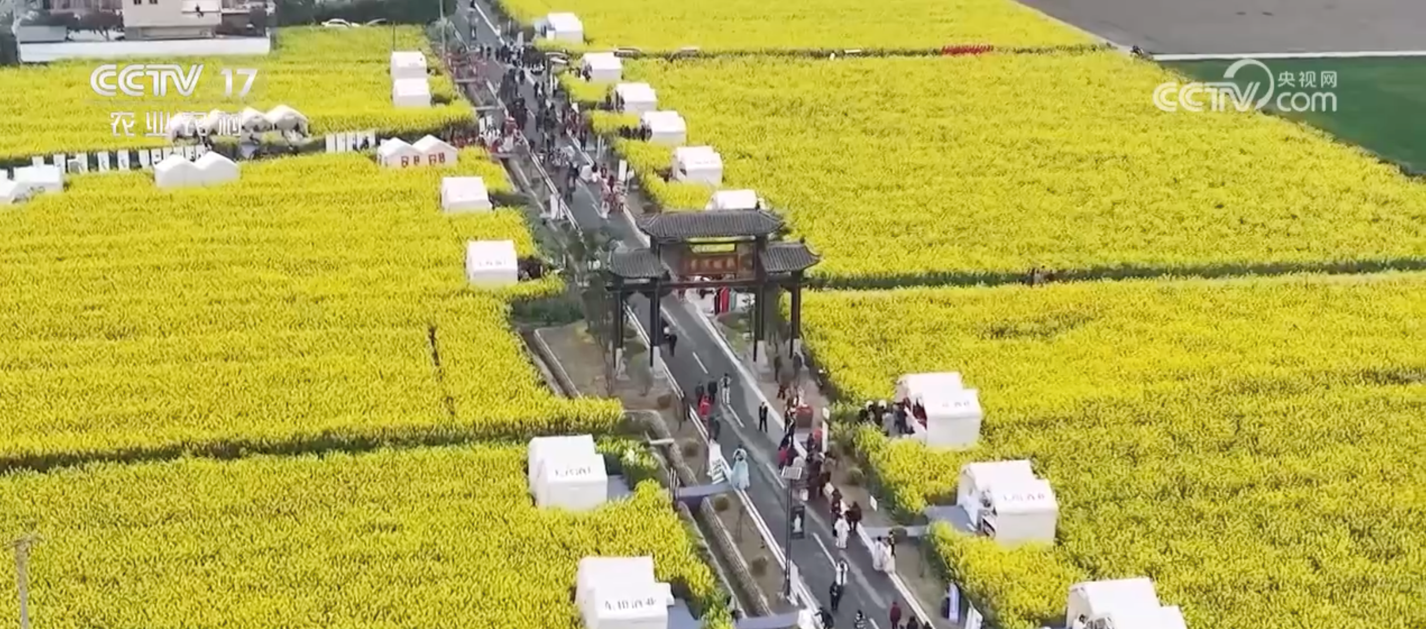 ​走！去看看“菠萝的海”“花田火锅”“粉色秘境”