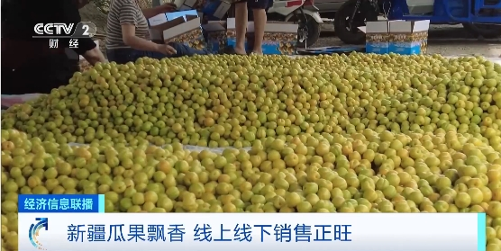 杏子 西瓜 樱桃……新疆瓜果飘香 商户抢“鲜”收购