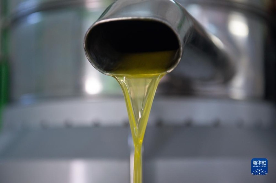 这是11月24日在西班牙卡塞雷斯一处橄榄油工厂拍摄的橄榄油。新华社发（古斯塔沃·巴连特摄）