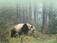 大熊猫野外种群总量增长至近1900只