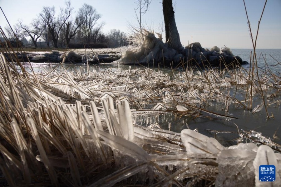 这是1月10日在匈牙利巴拉顿费尼韦斯拍摄的巴拉顿湖岸的冰柱。新华社发（弗尔季·奥蒂洛摄）