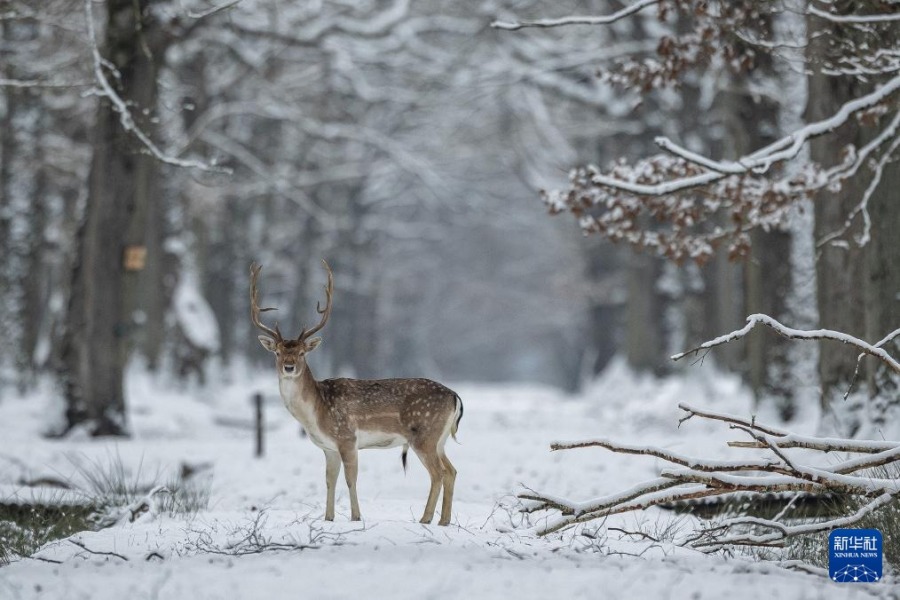 这是1月9日在法国巴黎近郊的朗布依埃森林公园里拍摄的鹿。新华社发（奥雷利安·莫里萨尔摄）