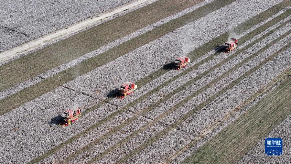 新疆库尔勒市普惠农场一处棉田，农民驾驶大型采棉机采摘棉花（10月12日摄，无人机照片）。新华社记者 李响 摄