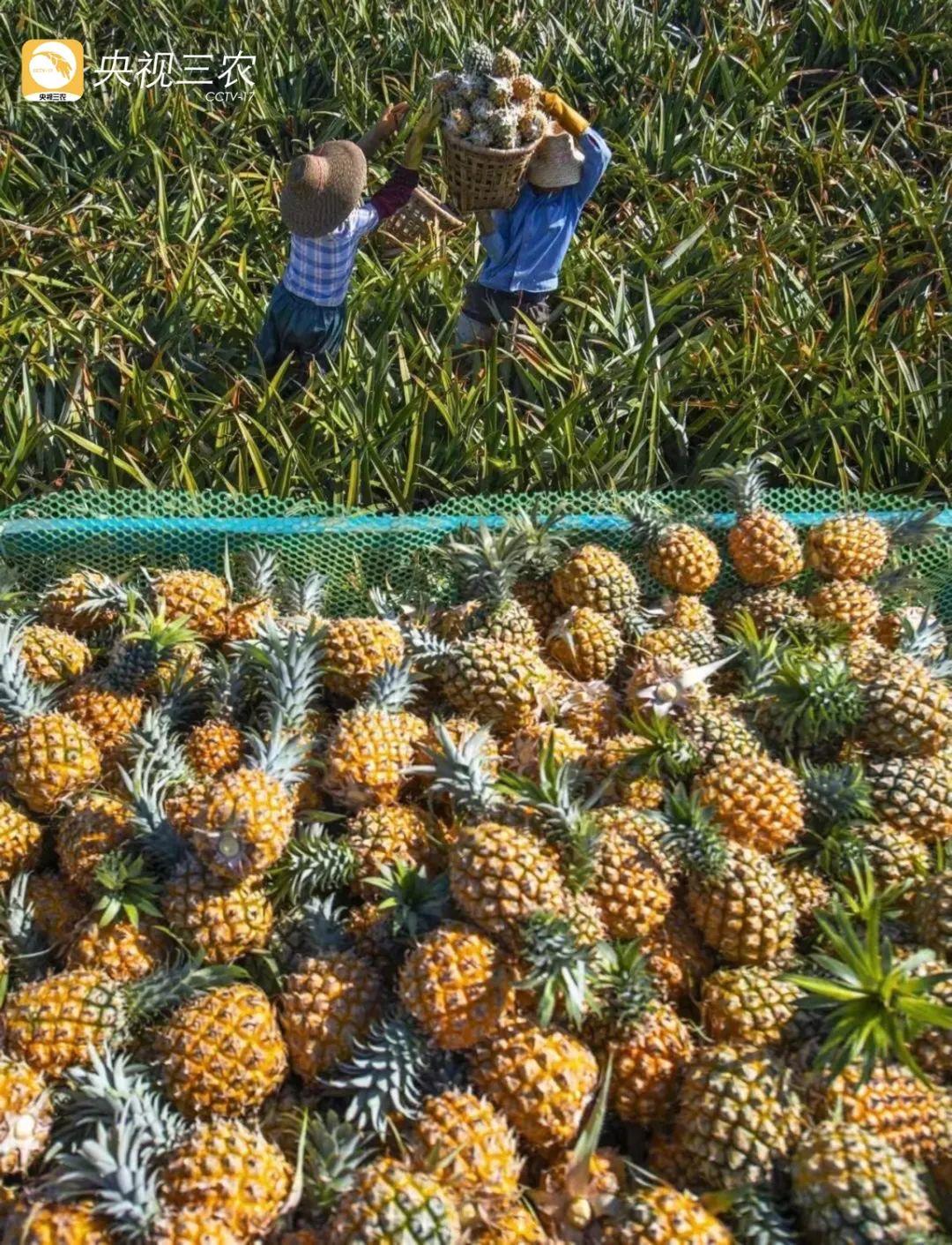 ​走！去看看“菠萝的海”“花田火锅”“粉色秘境”