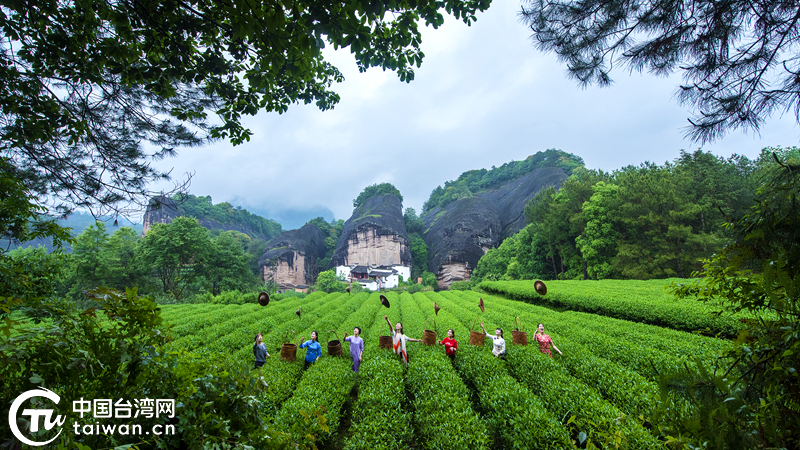 一茶一语不声张 两岸青年有力量——“亲，来品茶”两岸青年武夷山打卡季活动拉开帷幕