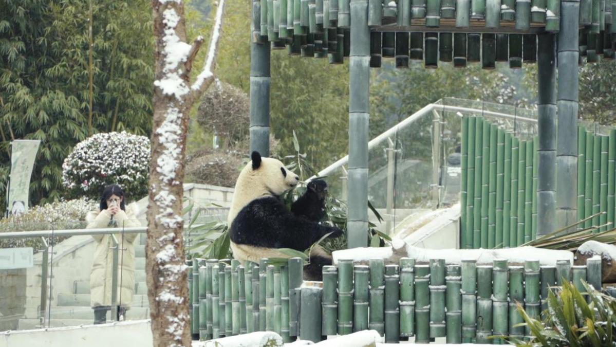 岳阳迎来新年首雪 大熊猫雪中“撒欢”吸引游客打卡