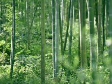 传统竹产业有了绿色新路径