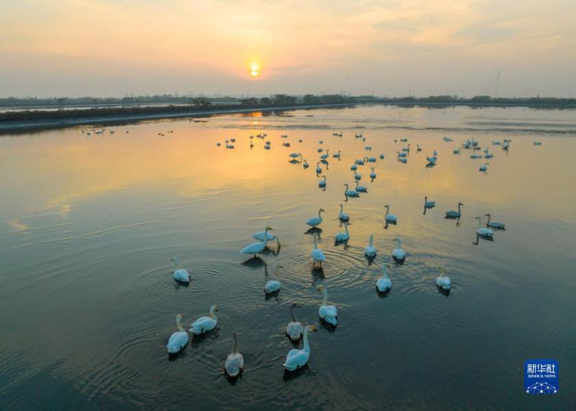 12月5日，候鸟栖息在江苏省兴化市里下河国家湿地公园内（无人机照片）。

新华社发（周社根摄）