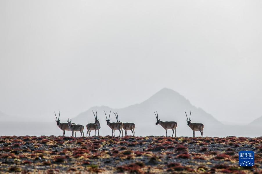 阿尔金山国家级自然保护区的藏羚（9月14日摄）。　新华社记者 尚鹏 摄