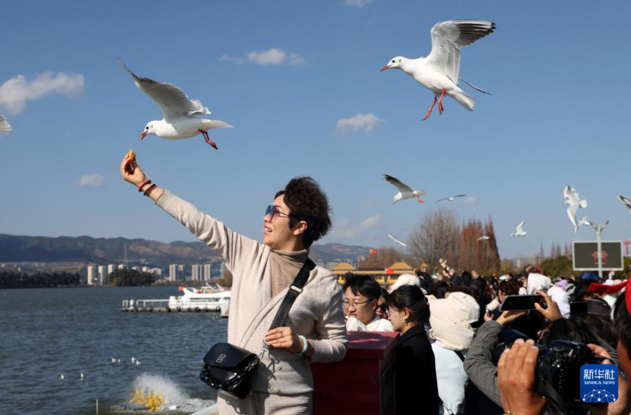 1月7日，云南省昆明市西山区海埂大坝，游客在拍摄海鸥。新华社发（张正举 摄）