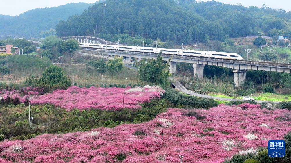 莺鸣一两啭，花树数重开