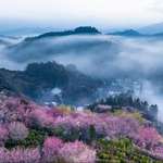 莺鸣一两啭，花树数重开