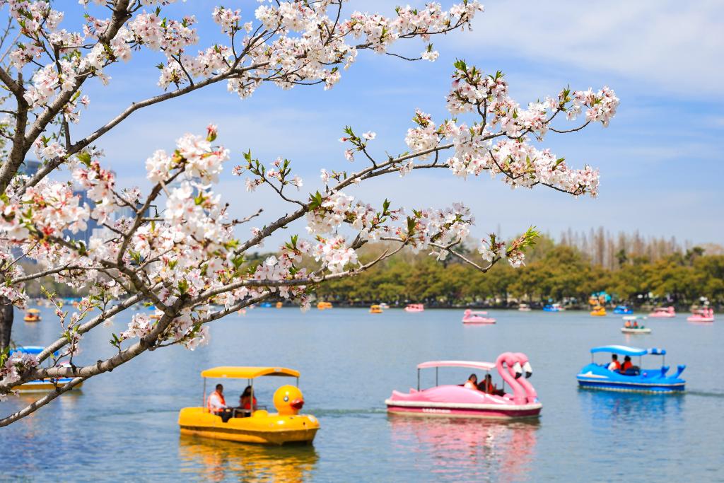 “赏花热”“采茶游”“中式风”——清明文旅消费一线新观察