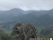 “萌趣”上新！祁连山国家公园甘肃片区拍到雪豹现身
