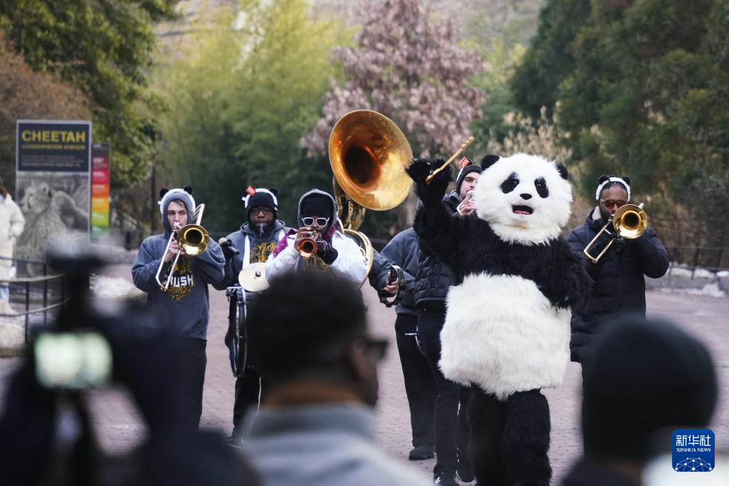 旅美大熊猫“宝力”“青宝”首次与美国公众见面