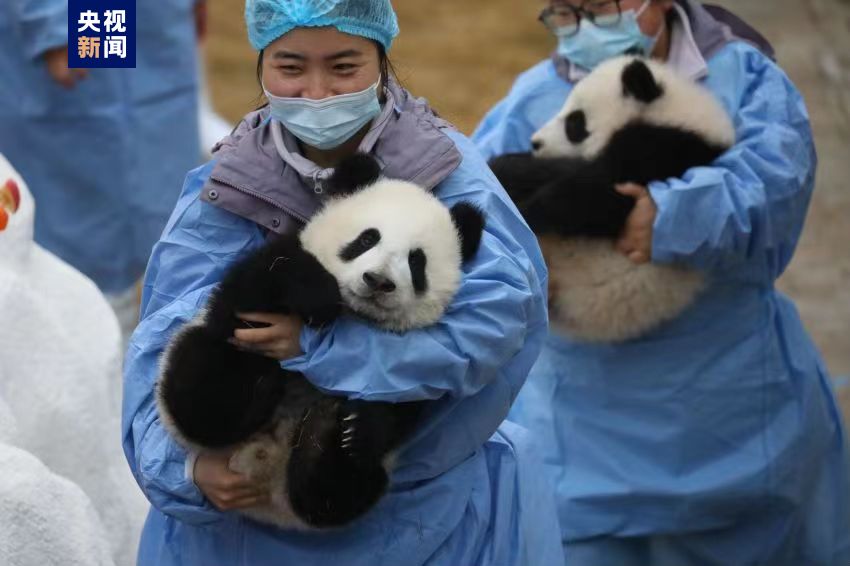 最萌新春祝福来啦 34只新生熊猫宝宝组团给您拜年了！