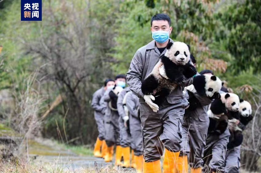 最萌新春祝福来啦 34只新生熊猫宝宝组团给您拜年了！