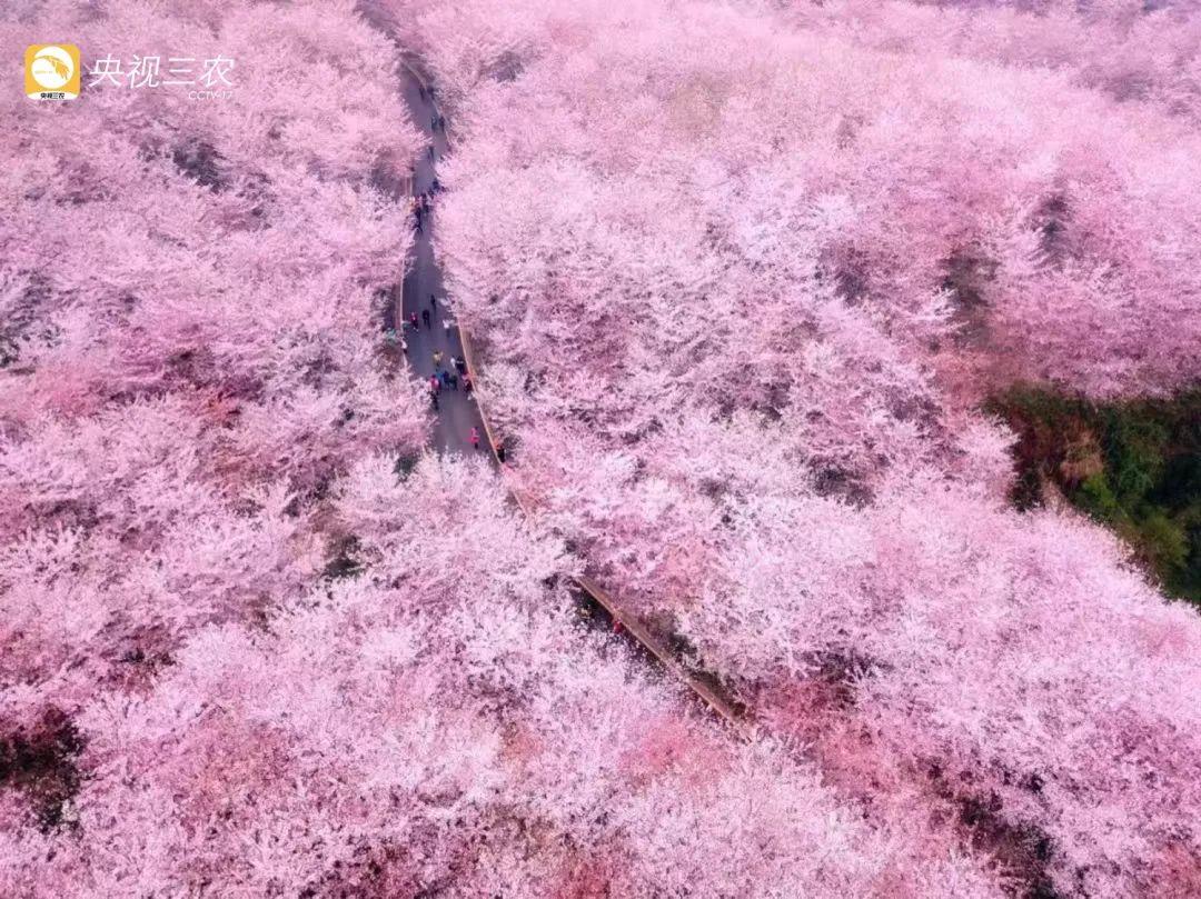 ​走！去看看“菠萝的海”“花田火锅”“粉色秘境”