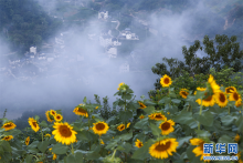 安徽歙县：夏日乡村 花开似海