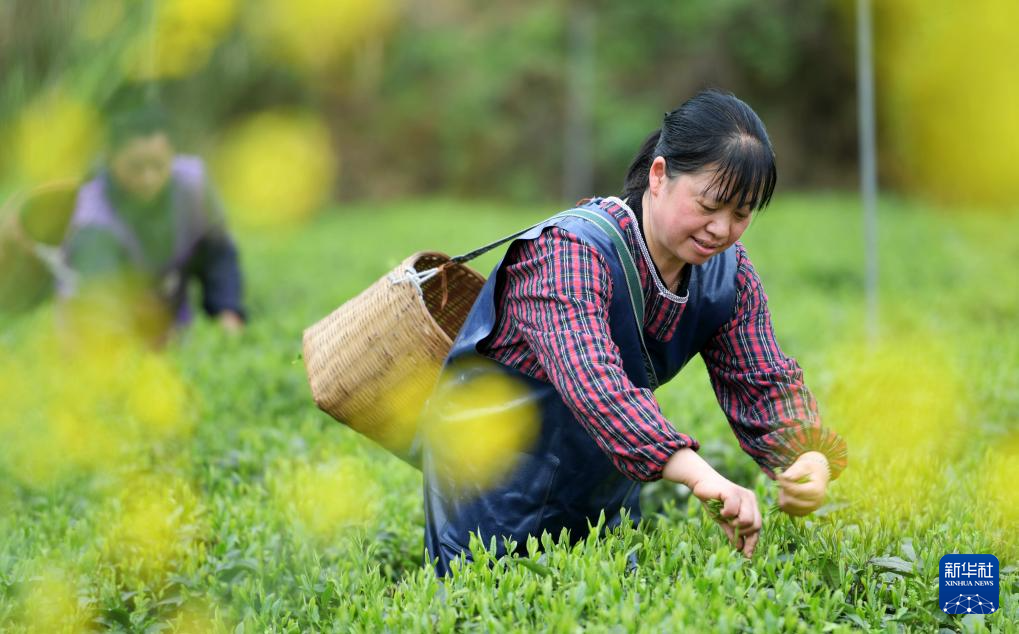 让“春日经济”鲜起来 看春茶持续带动消费新亮点