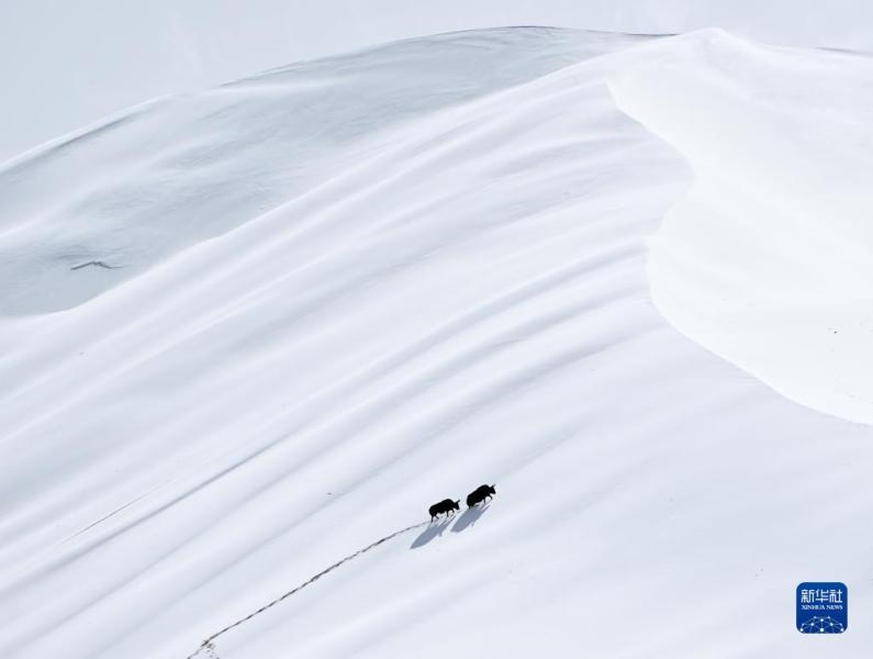 阿尔金山国家级自然保护区，野牦牛攀爬雪后的库木库里沙漠（10月16日摄）。新华社记者 李响 摄