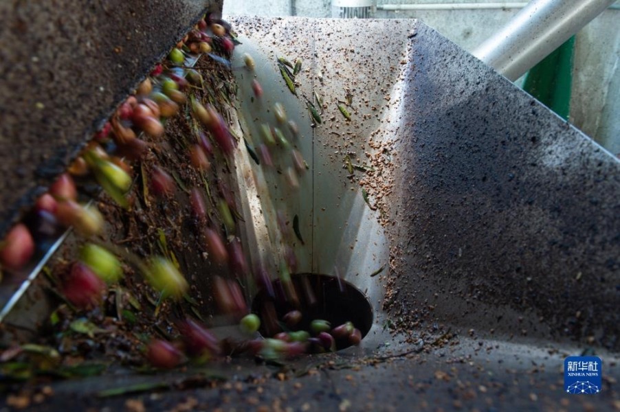 这是11月24日在西班牙卡塞雷斯一处橄榄油工厂拍摄的橄榄油制作过程。新华社发（古斯塔沃·巴连特摄）