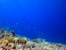 环境质量优！《黄岩岛海域生态环境状况调查评估报告》发布