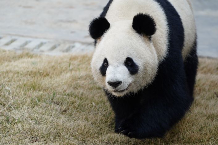 旅澳大熊猫“星秋”“怡兰”将于21日在阿德莱德与公众见面