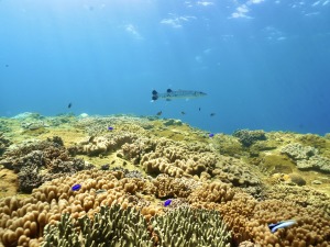 精彩抢先看！海岛假日体验——移植珊瑚篇