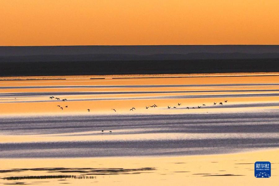 阿尔金山国家级自然保护区依协克帕提湖的候鸟（9月12日摄）。新华社记者 郝昭 摄