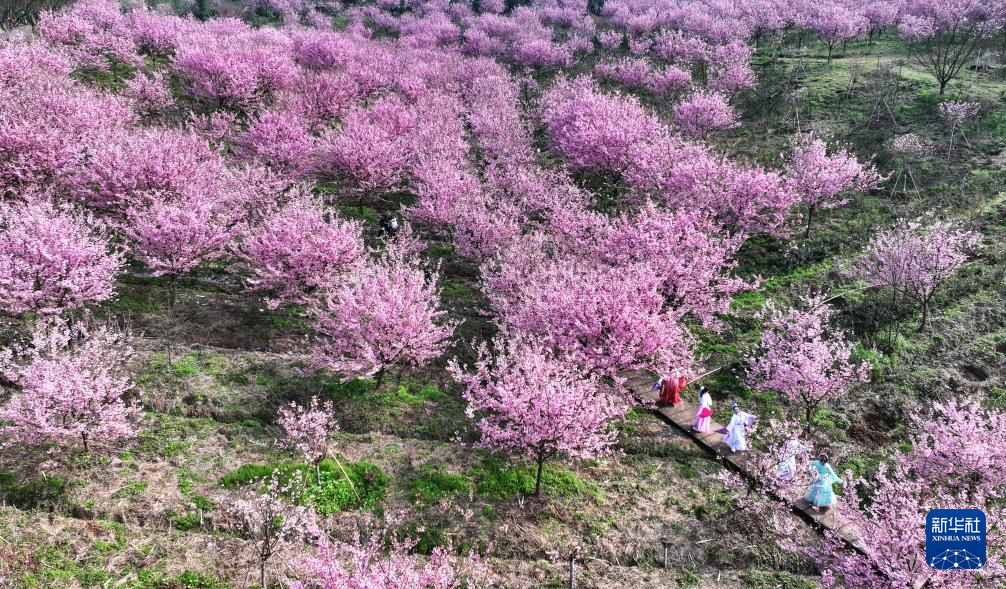 莺鸣一两啭，花树数重开