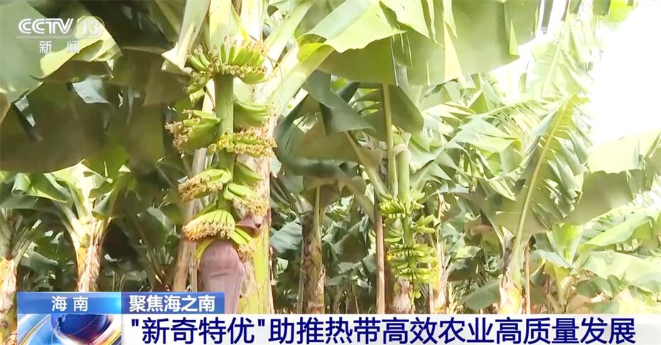 新质生产力开创新赛道 “新奇特优”助推热带高效农业高质量发展