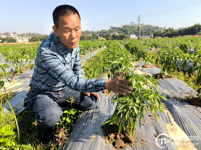 祖国大陆政策好 吸引台商在桂种植台湾美人椒