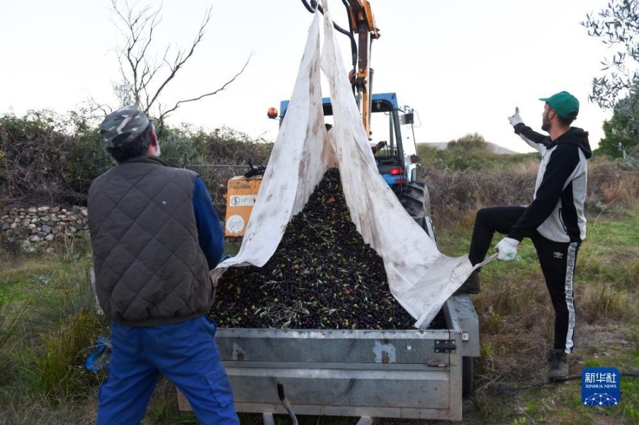 11月24日，两名男子在西班牙卡塞雷斯的农田里收获橄榄。新华社发（古斯塔沃·巴连特摄）