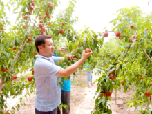 上半年新疆果品出口12亿元 同比增长20%
