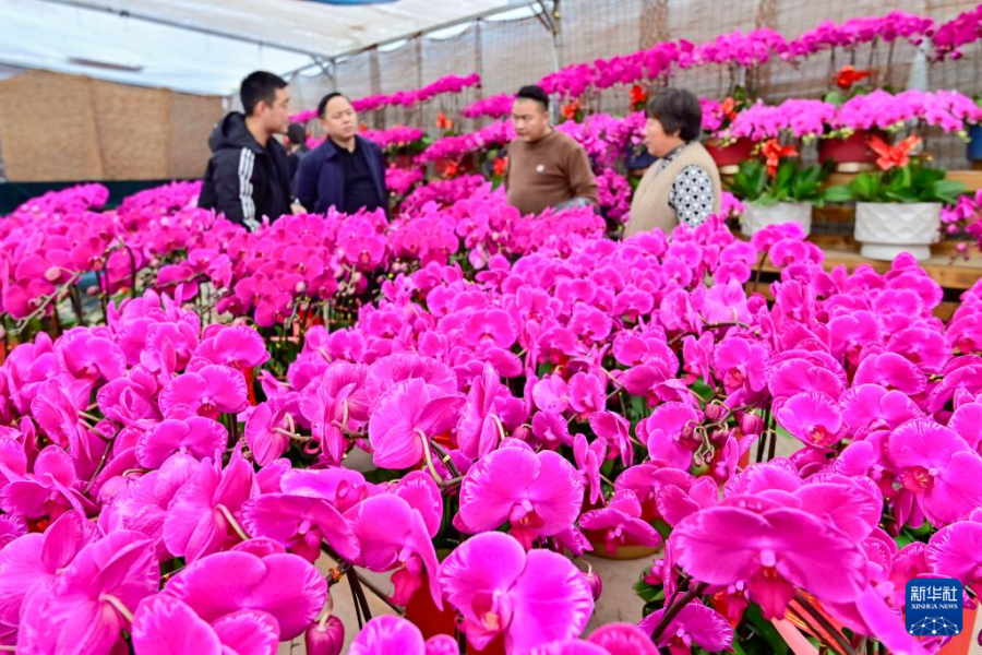 1月11日，顾客在山东省青州花卉苗木交易中心选购花卉。 新华社发（王继林摄）