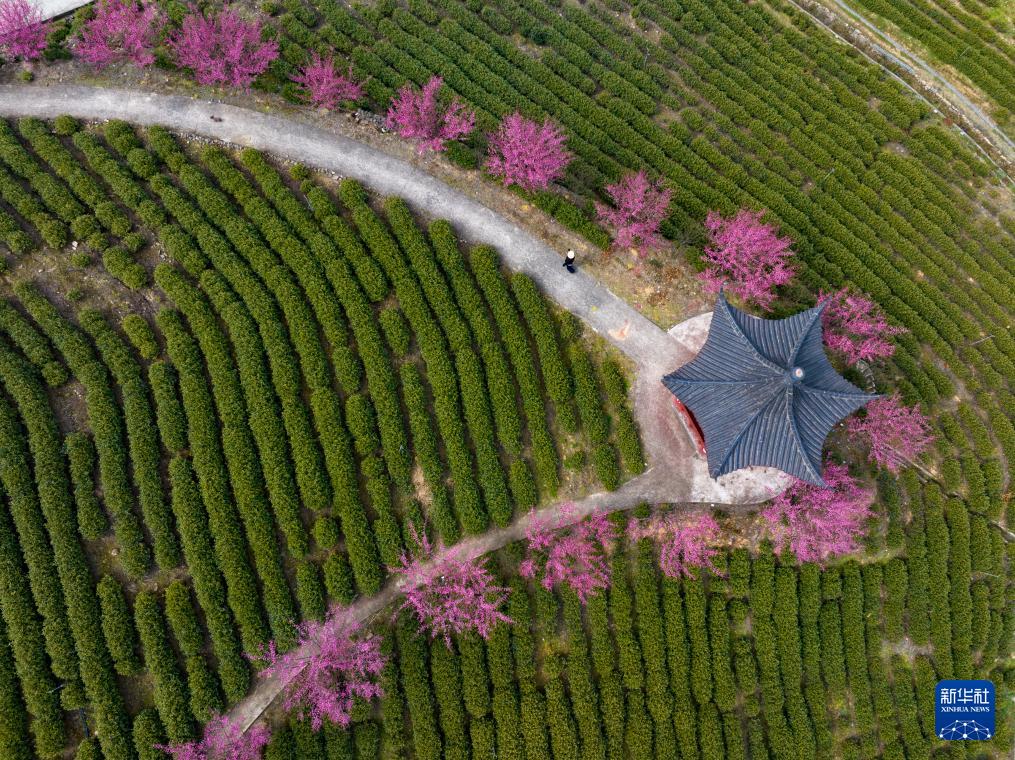 莺鸣一两啭，花树数重开