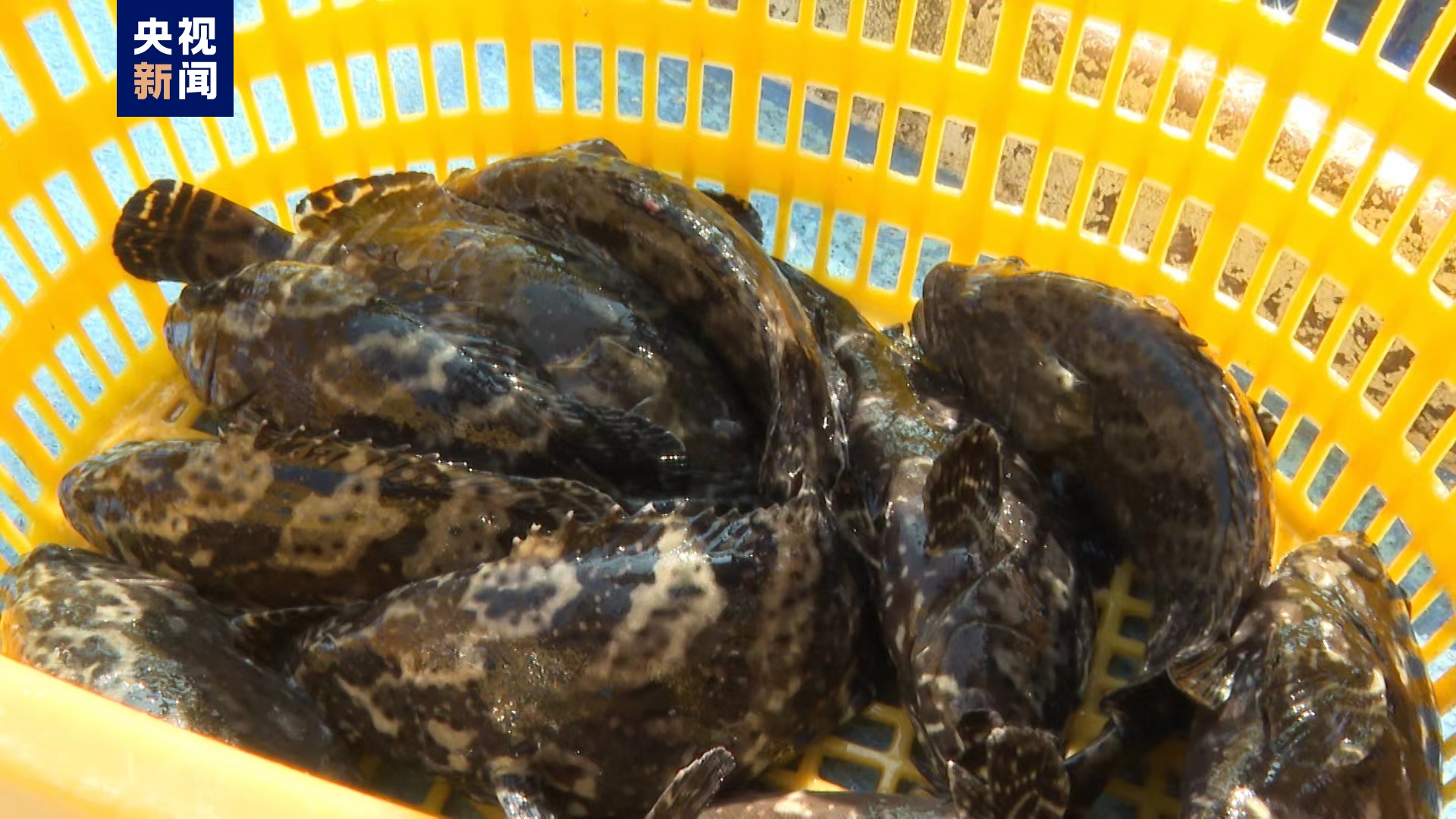 台湾地区石斑鱼恢复输入 首批活鱼运抵福建东山港